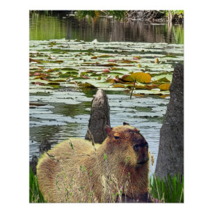Póster Capivara - Pneumatóforos - Vida Selvagem