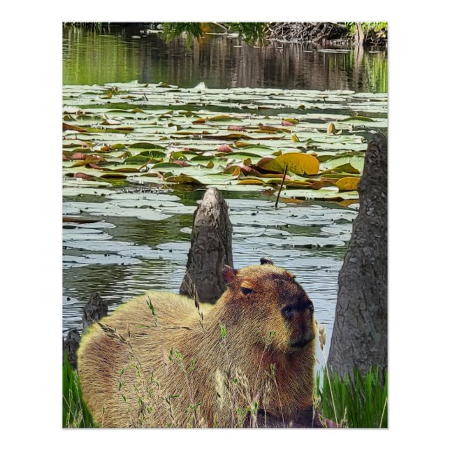 Póster Capivara - Pneumatóforos - Vida Selvagem (Frente)