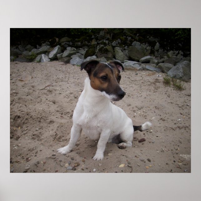 Poster Capo von Oppenheim, cão Jack Russell (Frente)