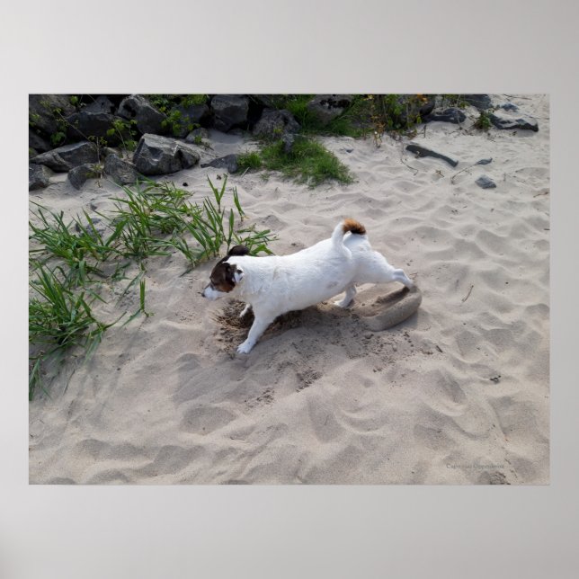 Poster Capo von Oppenheim, cão Terrier Jack Russell (Frente)