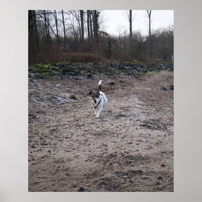 Póster Capo von Oppenheim, cão Terrier Jack Russell (Frente)