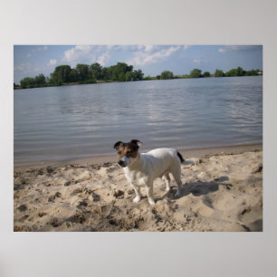 Póster Capo von Oppenheim, Jack Russell Dog