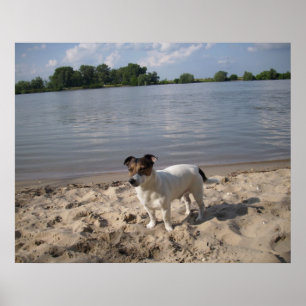 Póster Capo von Oppenheim, Jack Russell Dog
