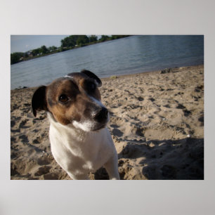 Póster Capo von Oppenheim, Jack Russell Dog