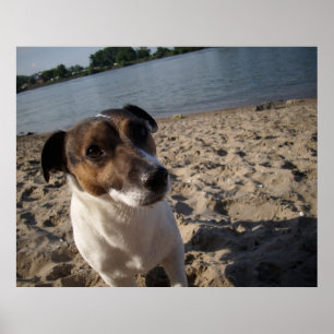 Póster Capo von Oppenheim, Jack Russell Dog