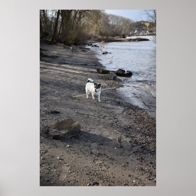 Poster Capo von Oppenheim, Jack Russell Terrier cão (Frente)
