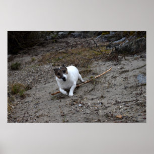 Poster Capo von Oppenheim, Jack Russell Terrier cão