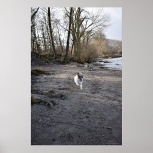 Poster Capo von Oppenheim, Jack Russell Terrier cão