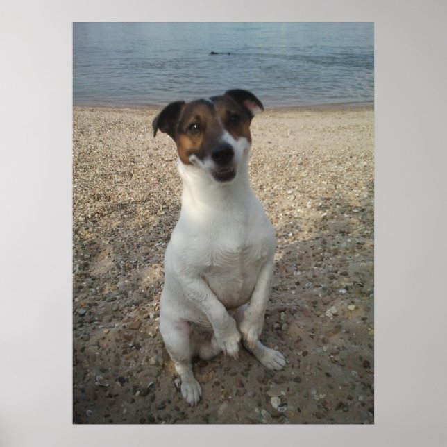 Poster Capo von Oppenheim, Jack Russell Terrier cão (Frente)