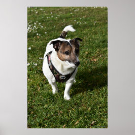 Poster Capo von Oppenheim, Jack Russell Terrier cão