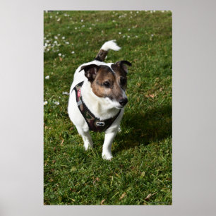 Poster Capo von Oppenheim, Jack Russell Terrier cão