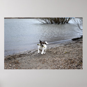Poster Capo von Oppenheim, Jack Russell Terrier cão