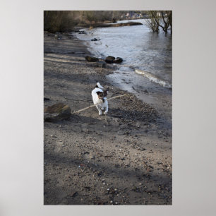 Poster Capo von Oppenheim, Jack Russell Terrier cão