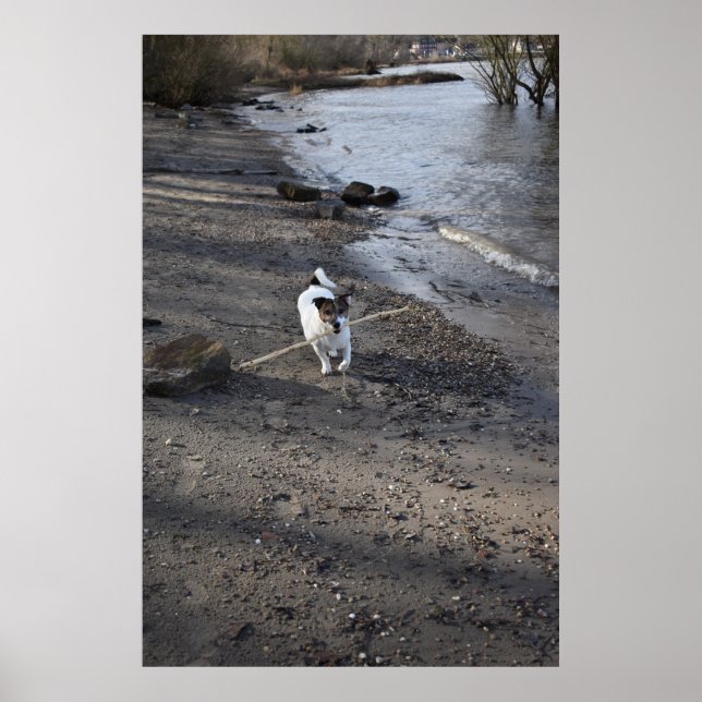 Poster Capo von Oppenheim, Jack Russell Terrier cão (Frente)