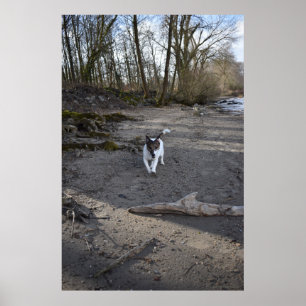 Poster Capo von Oppenheim, Jack Russell Terrier cão