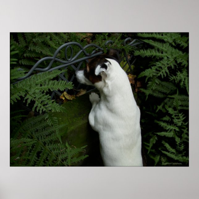 Poster Capo von Oppenheim, Jack Russell Terrier cão (Frente)