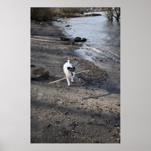Poster Capo von Oppenheim, Jack Russell Terrier cão