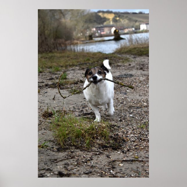 Poster Capo von Oppenheim, Jack Russell Terrier cão (Frente)