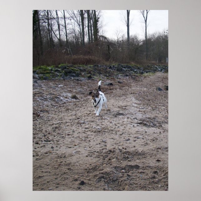 Póster Capo von Oppenheim, Jack Russell Terrier cão (Frente)