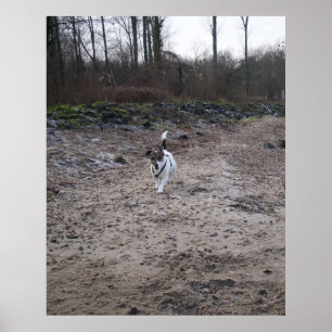 Póster Capo von Oppenheim, Jack Russell Terrier cão