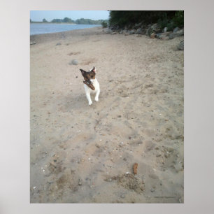 Poster Capo von Oppenheim, Jack Russell Terrier cão