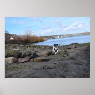 Poster Capo von Oppenheim, Jack Russell Terrier Dog