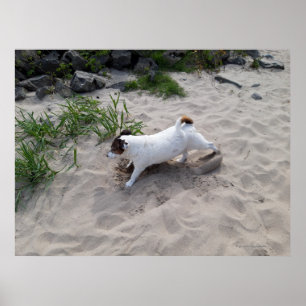 Poster Capo von Oppenheim, Jack Russell Terrier Dog