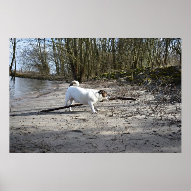 Poster Capo von Oppenheim, Jack Russell Terrier Dog (Frente)