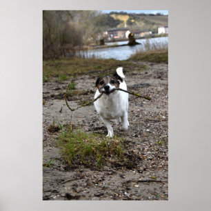 Poster Capo von Oppenheim, Jack Russell Terrier dog