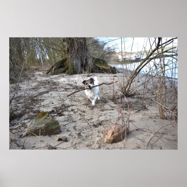 Poster Capo von Oppenheim, Jack Russell Terrier Dog (Frente)
