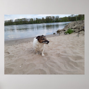 Poster Capo von Oppenheim, Jack Russell Terrier Dog