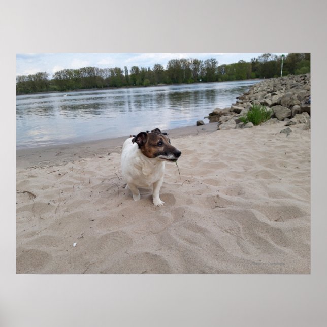 Poster Capo von Oppenheim, Jack Russell Terrier Dog (Frente)