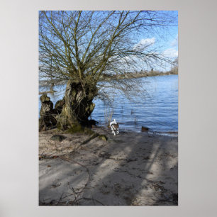 Poster Capo von Oppenheim, Jack Russell Terrier Dog