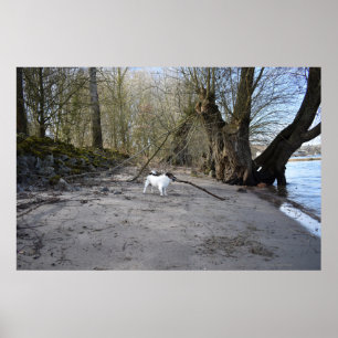 Poster Capo von Oppenheim, Jack Russell Terrier Dog