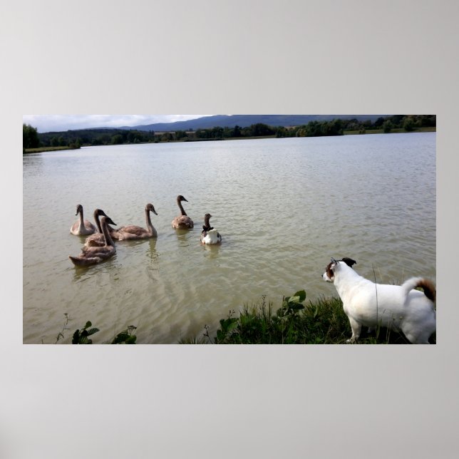 Poster Capo von Oppenheim, Jack Russell Terrier Dog (Frente)