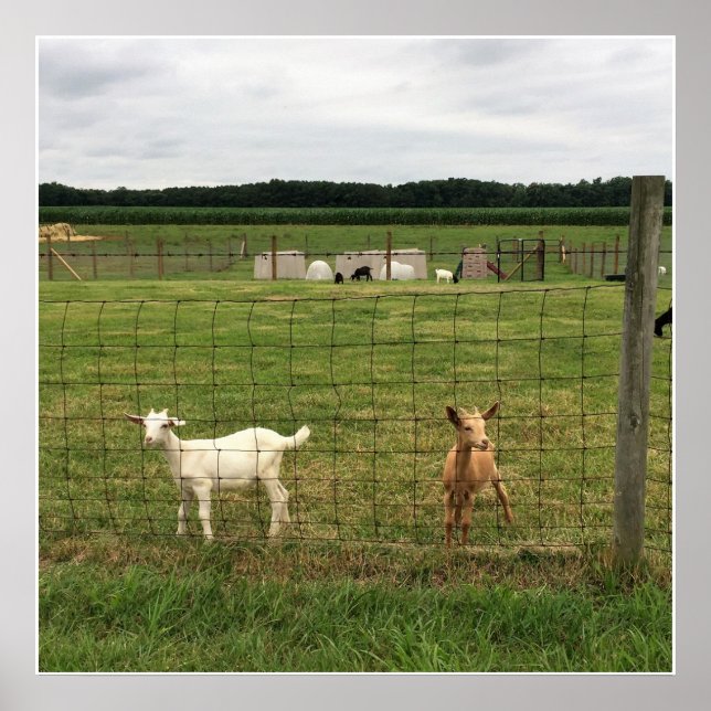 Poster Caprinos numa Fazenda (Frente)