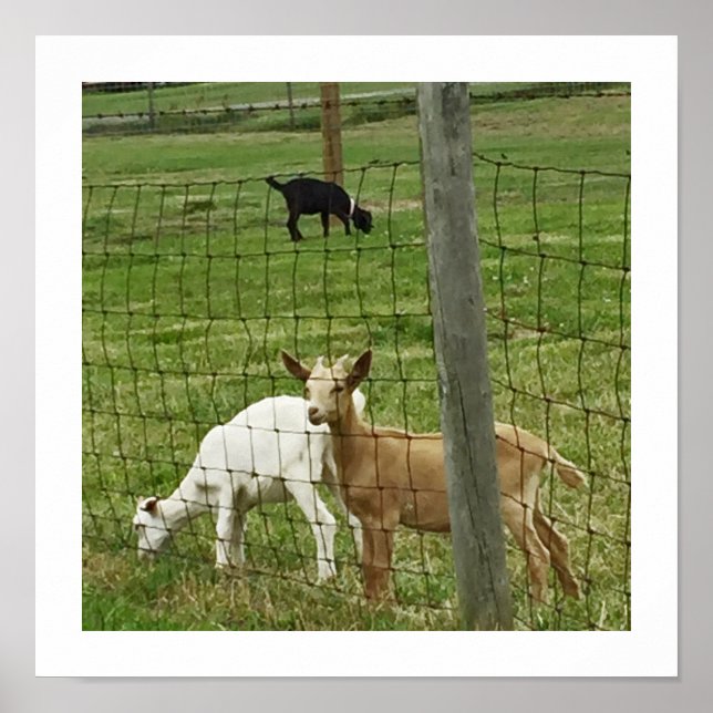 Póster Caprinos numa Fazenda (Frente)