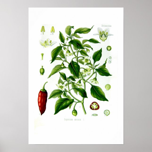 Poster Capsicum annuum (Frente)
