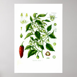 Poster Capsicum ânuo
