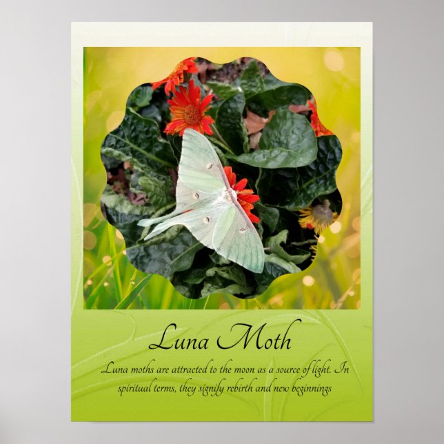 Poster Captivando Luna Moth (Frente)