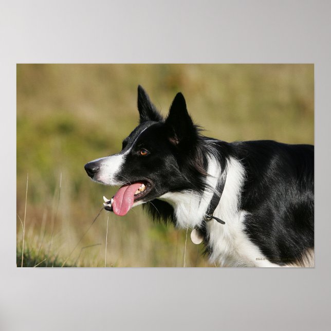 Poster Captura de Borda Collie Panting 2 (Frente)