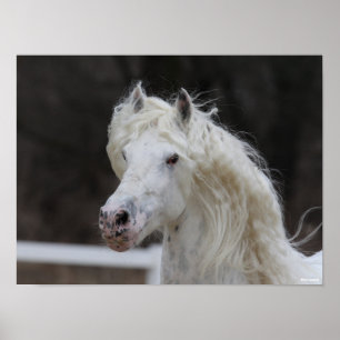 Poster Captura de Cabeça de Bob Langrish Appaloosa Frés