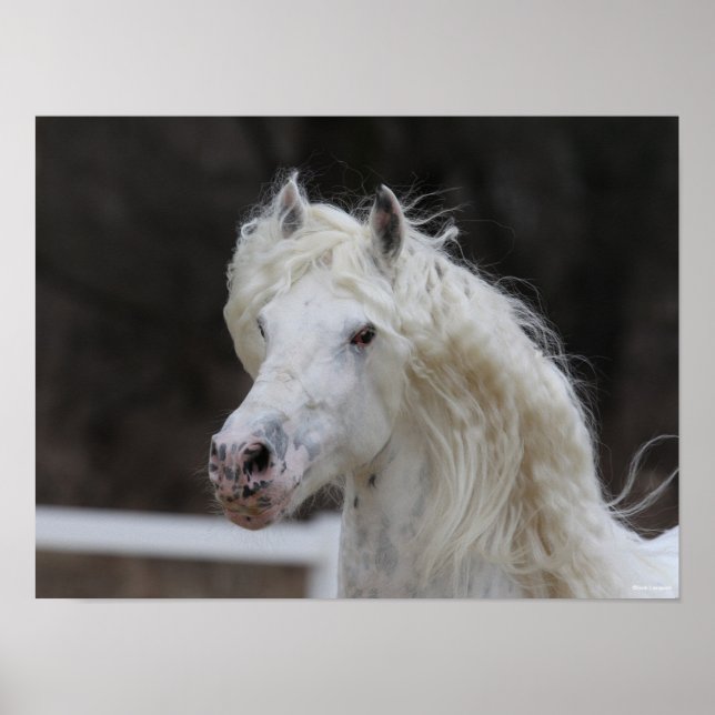 Poster Captura de Cabeça de Bob Langrish Appaloosa Frésia (Frente)