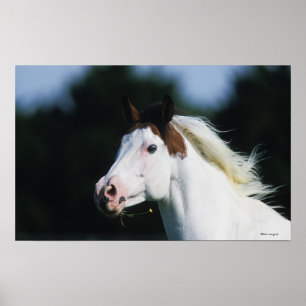Poster Captura de cabeça de cavalo de pintura 3