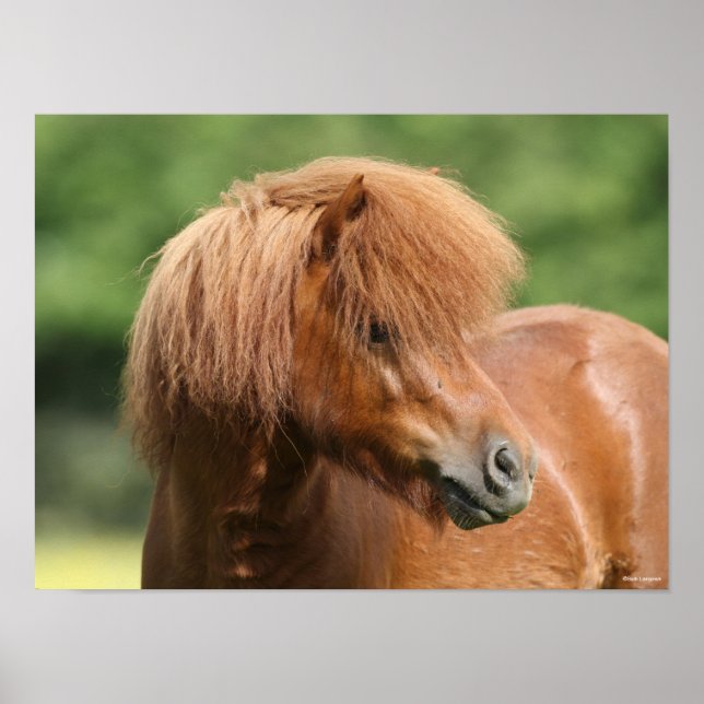 Poster Captura de cabeça de Chestnut Shetland Pony Stalli (Frente)