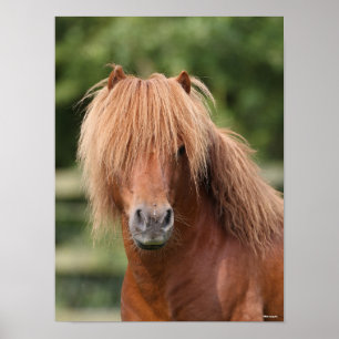 Poster Captura de cabeça de Chestnut Shetland Pony Stalli