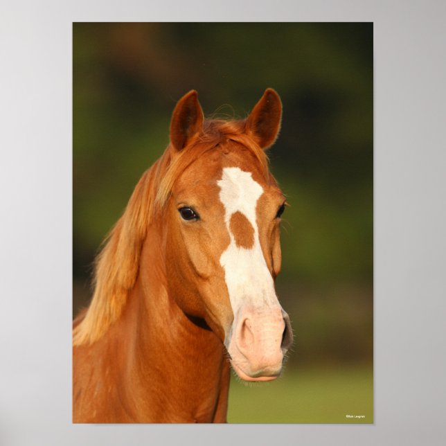 Poster Captura de cabeça de Oldenburg Cross Welsh (Frente)