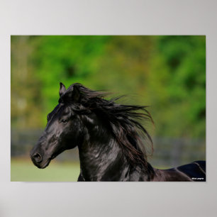 Poster Captura de cabeça de Stallion Cavalo Frísia Negr