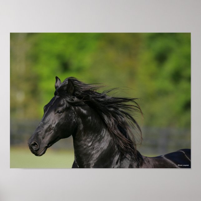 Poster Captura de cabeça de Stallion Cavalo Frísia Negro (Frente)