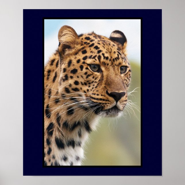 Póster Captura de Cabeça Leopardo (Frente)
